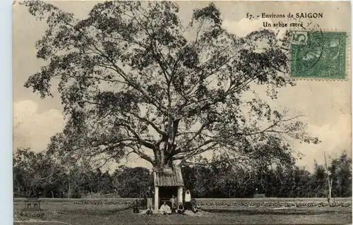 Saigon - Un arbre sacre -446442