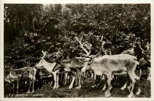 Fra Palleleiren i Lyngseidet -447204