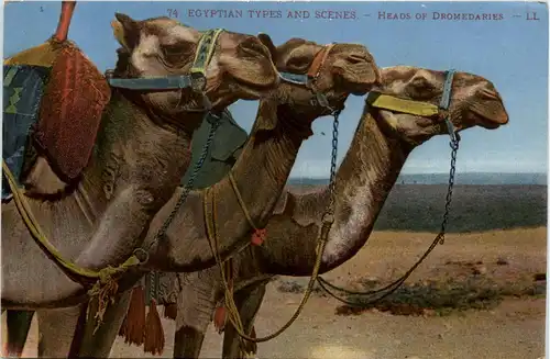 Egypt - Heads of Fromedaries -448916