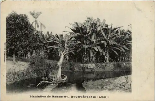 Congo - Plantation de Bananiers -448630