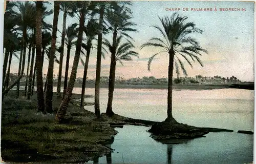 Egypt - Champ de Palmiers a Bedrechin -448946