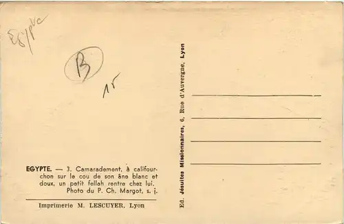 Egypt - Donkey -449066