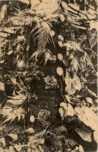 Jardin d essais de Kisantu - Congo -449214