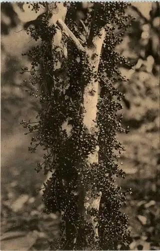 Proeftuin van Kisantu - Congo -449228