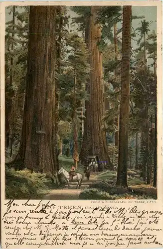 California - Big Trees -450066