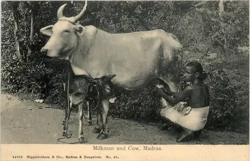 Madras - Milkman and Cow -74422