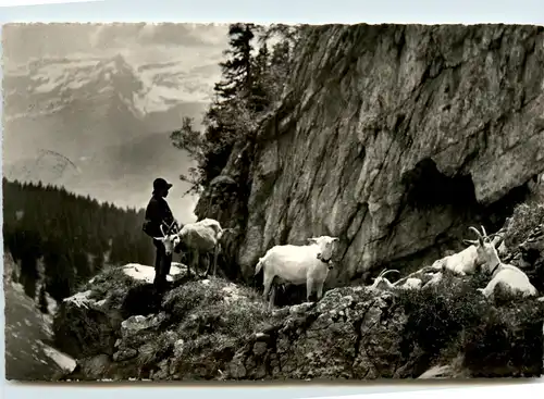 Leysin - Le Chevrier - Goat Ziege -451384