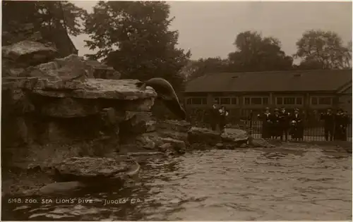 New Zealand - Zoo Sea Lions Dive -75258