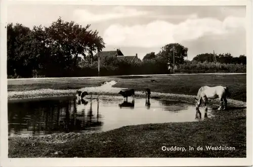 Ouddorp - In de Westduinen -75594