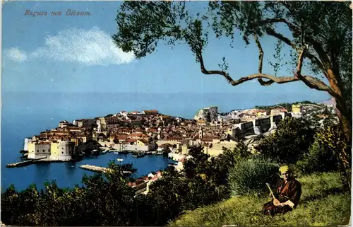 Ragusa mit Ölbaum - Dubrovnik -94246