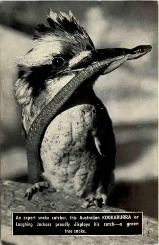 Australia - Kookaburra - Snake -95274