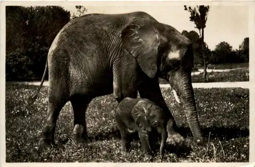 München - Tierpark Hellabrunn - Elephant -95902