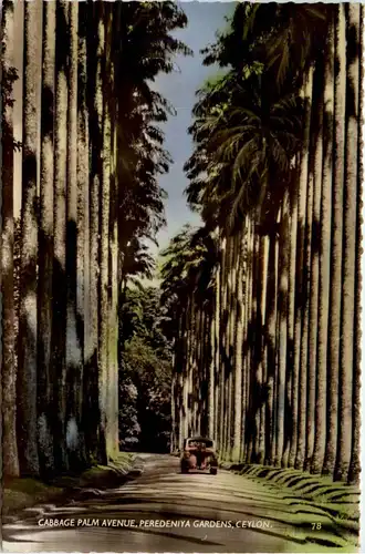 Peredeniya Gardens - Ceylon -81372