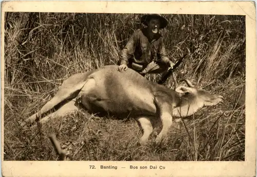 Banting - Bos son Dai Cu - Jagd -82142