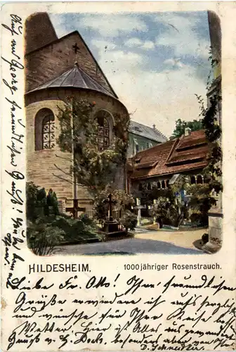 Hildesheim, 1000 jähriger Rosenstrauch -369280