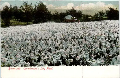 Bermuda - Outerbridge Lily Field -100026