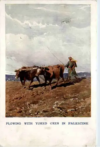 Plowing with Yoked Oxen in Palestine -101036