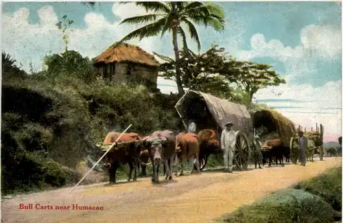 Puerto Rico - Bull Carts near Humacao -101054