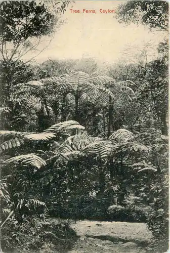 Ceylon - Tree Ferns -102226