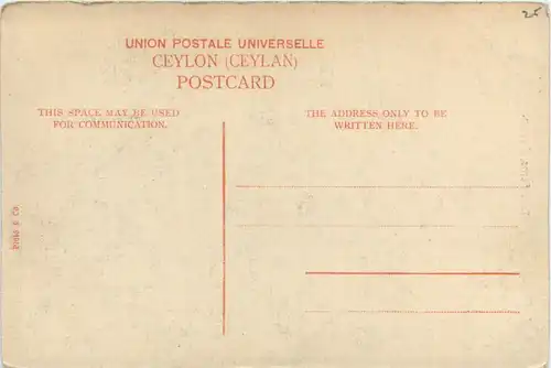 Ceylon - Tree Ferns -102226