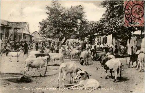 Nigeria - Fulani cattle Lagos Market -96944