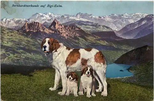 Bernhardinerhunde auf der Rigi-Kulm -97158