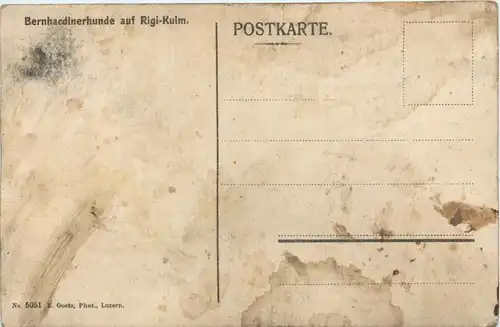 Bernhardinerhunde auf der Rigi-Kulm -97158