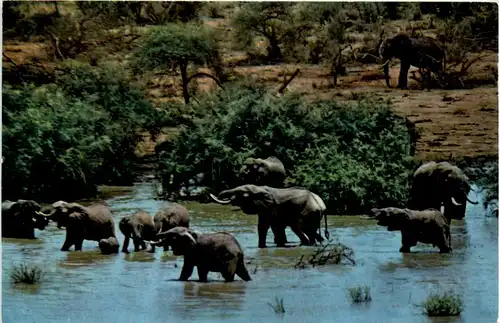 Kenia - Elephants -97620