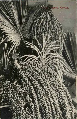 Ceylon - Palm flowers -97834