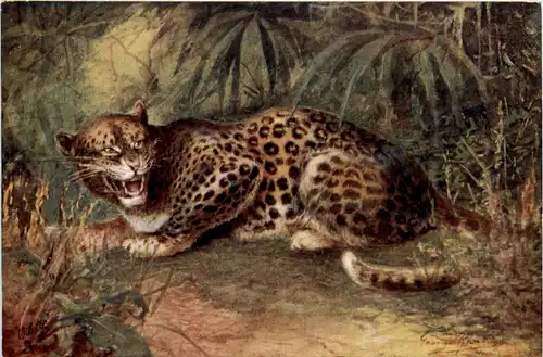 Leopard - Tucks -97070