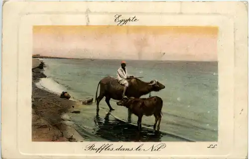 Egypt - Buffles dans le Nil -97054