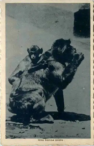 Affen - Monkey -98252