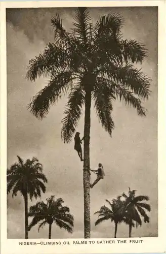 Nigeria - Climbing Oil Palms -101144