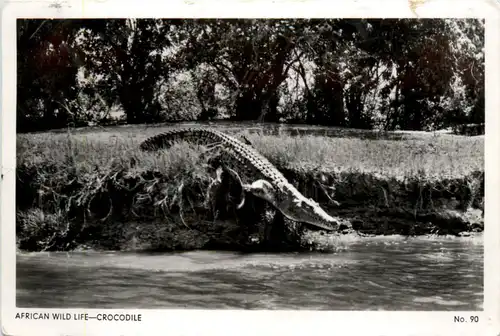 African Wild Life Crocodile -98332