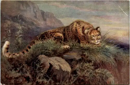 Leopard - Tucks -97068