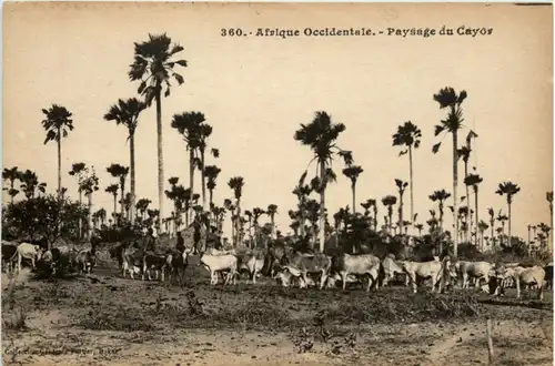 Senegal - Paysage du Cavor -98222