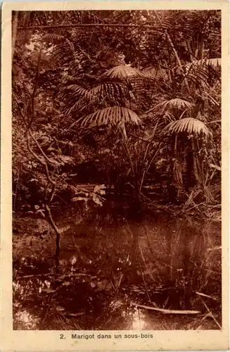Marigot dans un sous-bois -98342