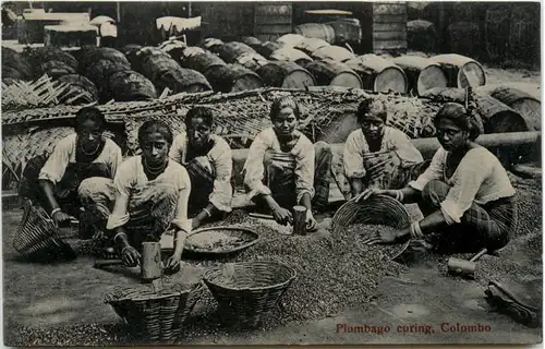 Colombo - Plumbago curing -97850