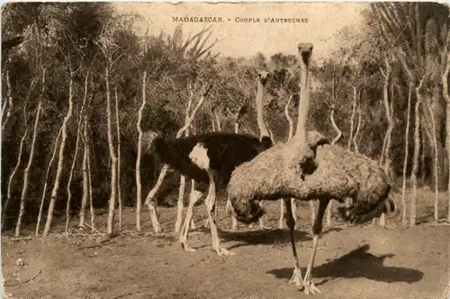 Madagascar - Autruches -99388
