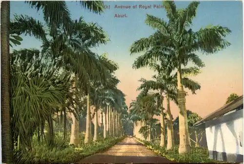 Nigeria - Aburi - Avenue of Royal Palma -98826