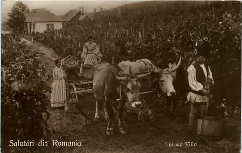 Salutari din Romina - Culesul Viilo - Wein -97200