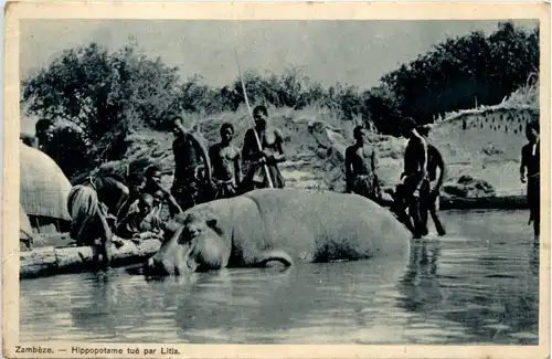 Zambeze - Hippopotame tue par Litia - Jagd -97748