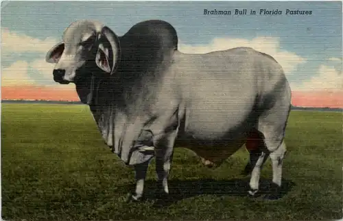Brahman Bull -99744