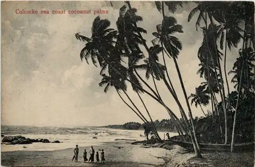 Ceylon - Colombo sea cocoanut palms -99784