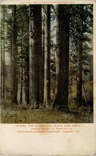 Senora - Standard Lumber Company -436898