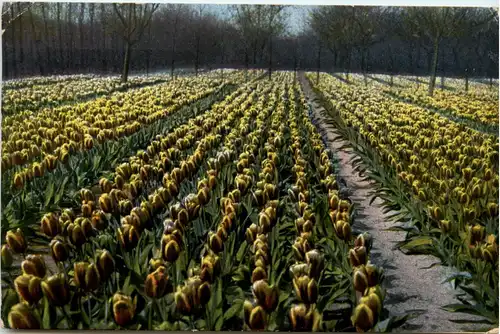 Groeten uit het Bollenland - Zensur -77450