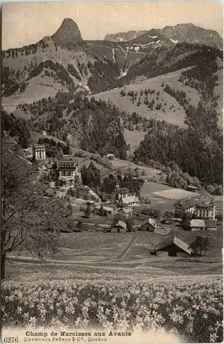 Champ de Narcisses aux Avants -439228