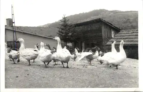 Turkey - Abant -440506