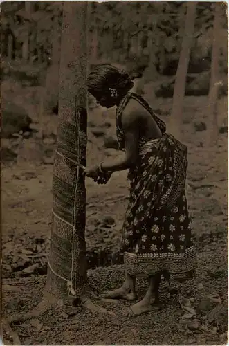 Ceylon Tapping Rubber Tree -457564