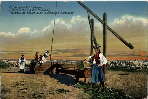 Ochsenherde auf der Hortobagy -463462